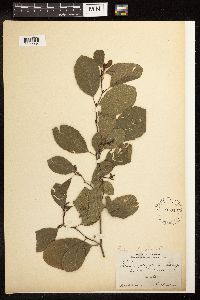 Alnus serrulata image