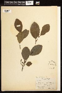 Alnus serrulata image