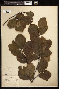 Alnus serrulata image