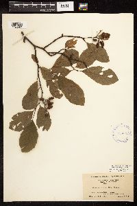 Alnus serrulata image