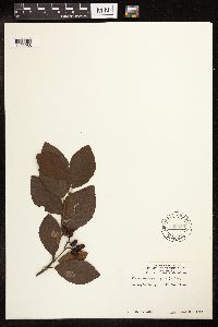 Alnus serrulata image