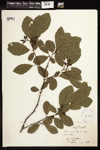 Alnus serrulata image