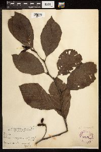 Alnus serrulata image