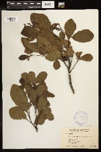 Alnus serrulata image