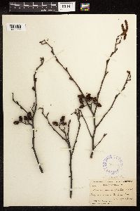 Alnus serrulata image