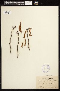 Alnus serrulata image