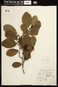 Alnus serrulata image