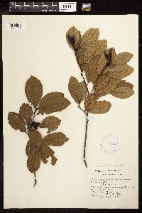 Alnus serrulata image