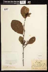 Alnus serrulata image