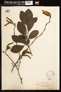 Alnus serrulata image