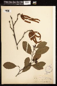 Alnus serrulata image