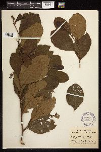 Alnus serrulata image