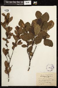 Alnus serrulata image