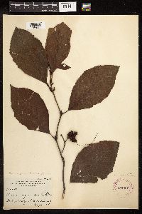 Alnus serrulata image