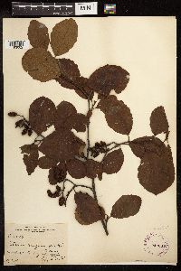 Alnus serrulata image