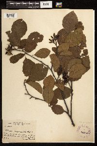 Alnus serrulata image