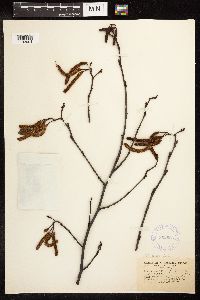 Alnus serrulata image