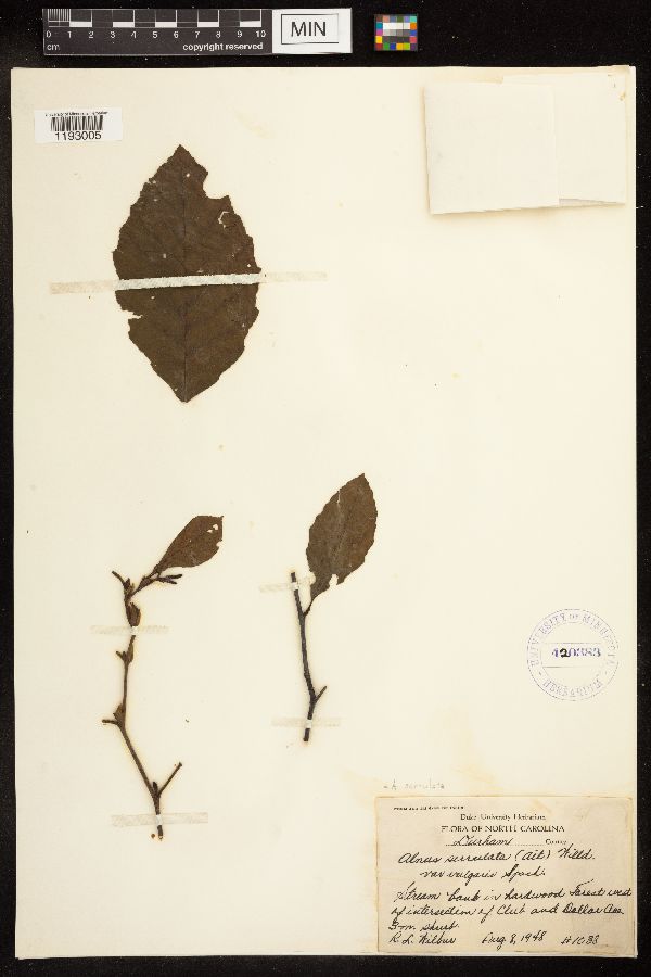 Alnus serrulata image