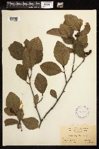 Alnus serrulata image