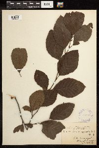 Alnus serrulata image