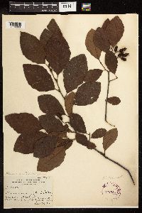 Alnus serrulata image
