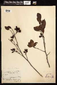 Alnus serrulata image