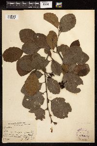 Alnus serrulata image