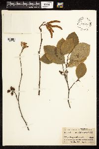 Alnus serrulata image