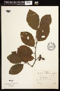 Alnus serrulata image