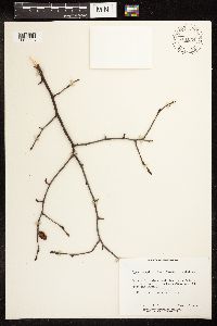 Alnus serrulata image