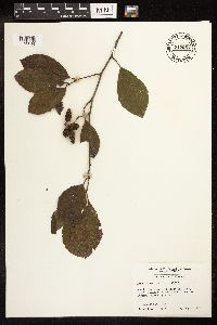 Alnus serrulata image