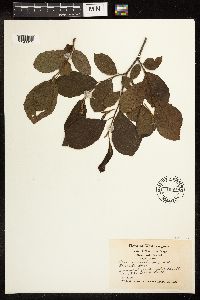 Alnus serrulata image