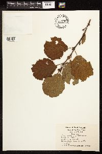 Alnus serrulata image
