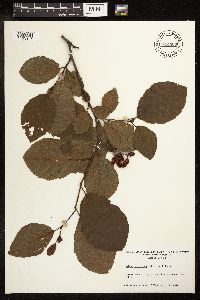 Alnus serrulata image