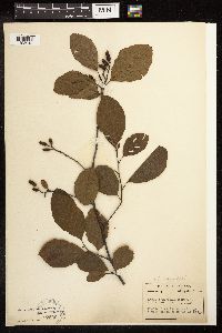 Alnus serrulata image