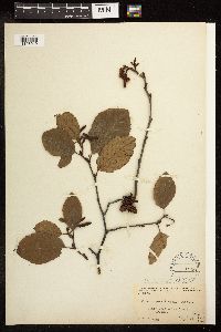 Alnus serrulata image