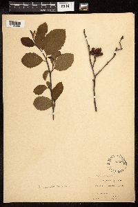 Alnus serrulata image
