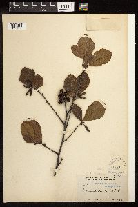 Alnus serrulata image