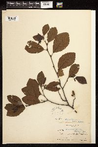 Alnus serrulata image