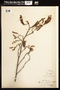 Alnus serrulata image
