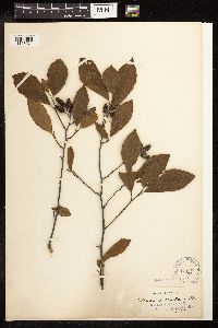 Alnus serrulata image