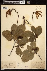 Alnus serrulata image