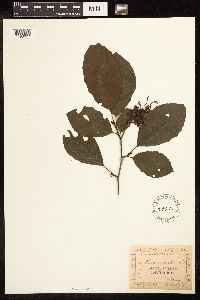 Alnus serrulata image