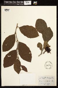 Alnus serrulata image