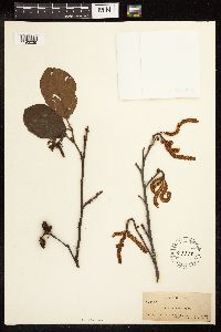 Alnus serrulata image