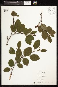 Alnus viridis image