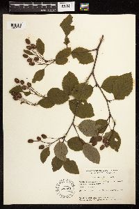 Alnus viridis image