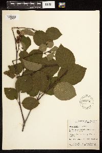 Alnus viridis image