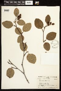 Alnus viridis image