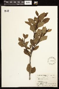 Alnus viridis image